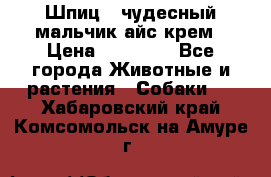 Шпиц - чудесный мальчик айс-крем › Цена ­ 20 000 - Все города Животные и растения » Собаки   . Хабаровский край,Комсомольск-на-Амуре г.
